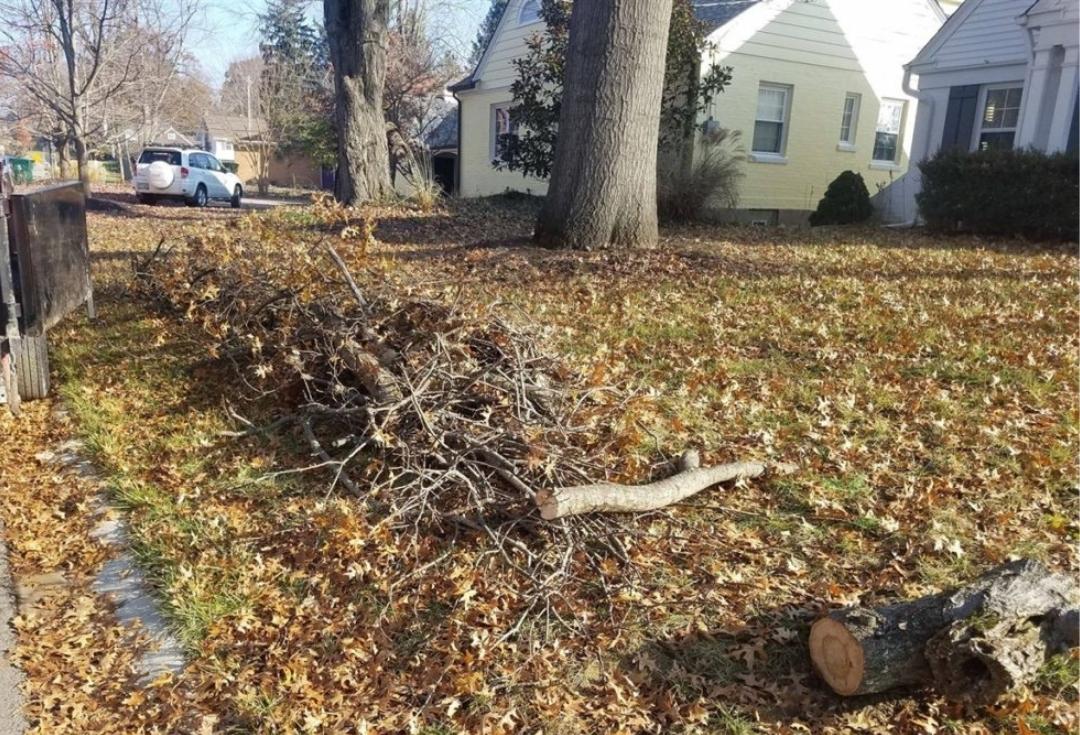 Yard Cleanup